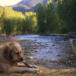 Meet your Posher, Diane